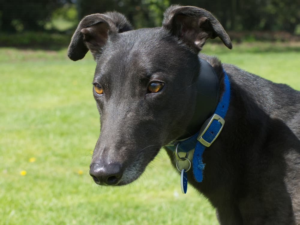 Miles the greyhound