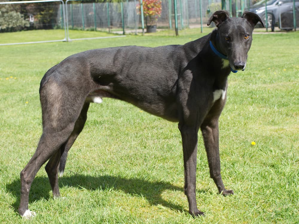 Miles the greyhound