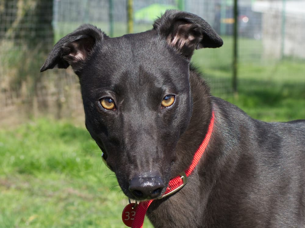Sooty the greyhound