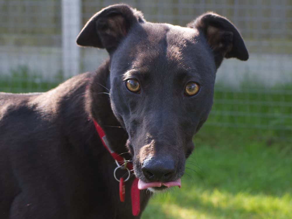 Sooty the greyhound