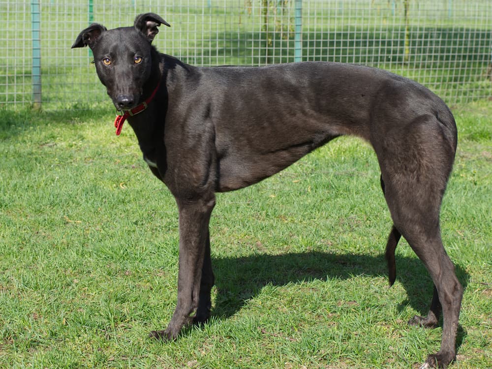 Sooty the greyhound