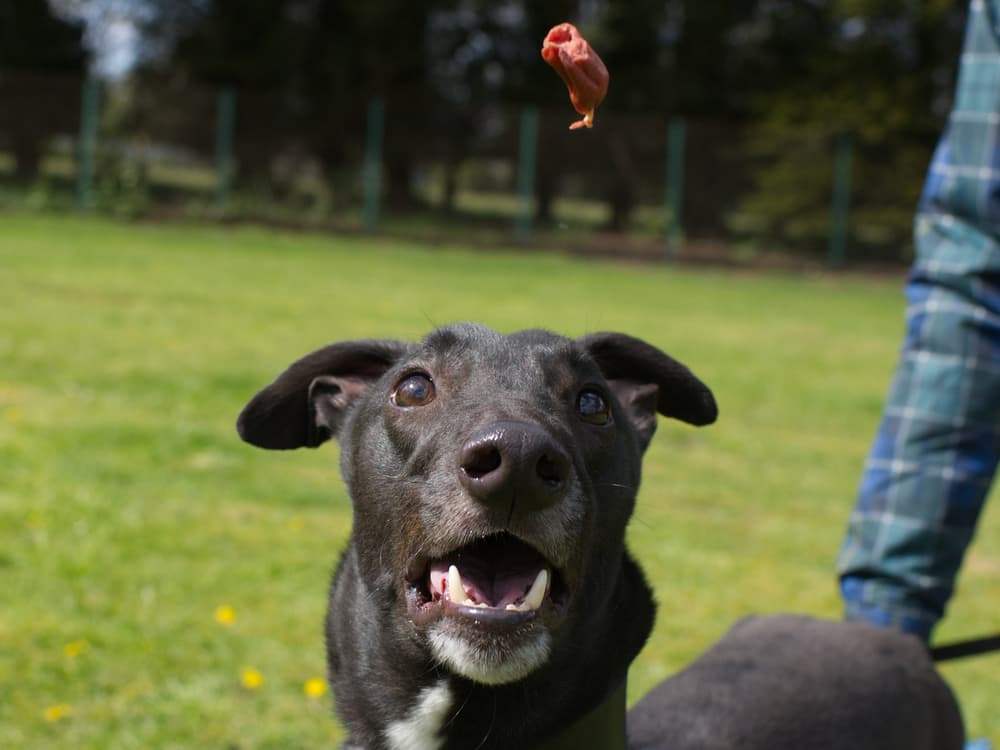 wilson the greyhound