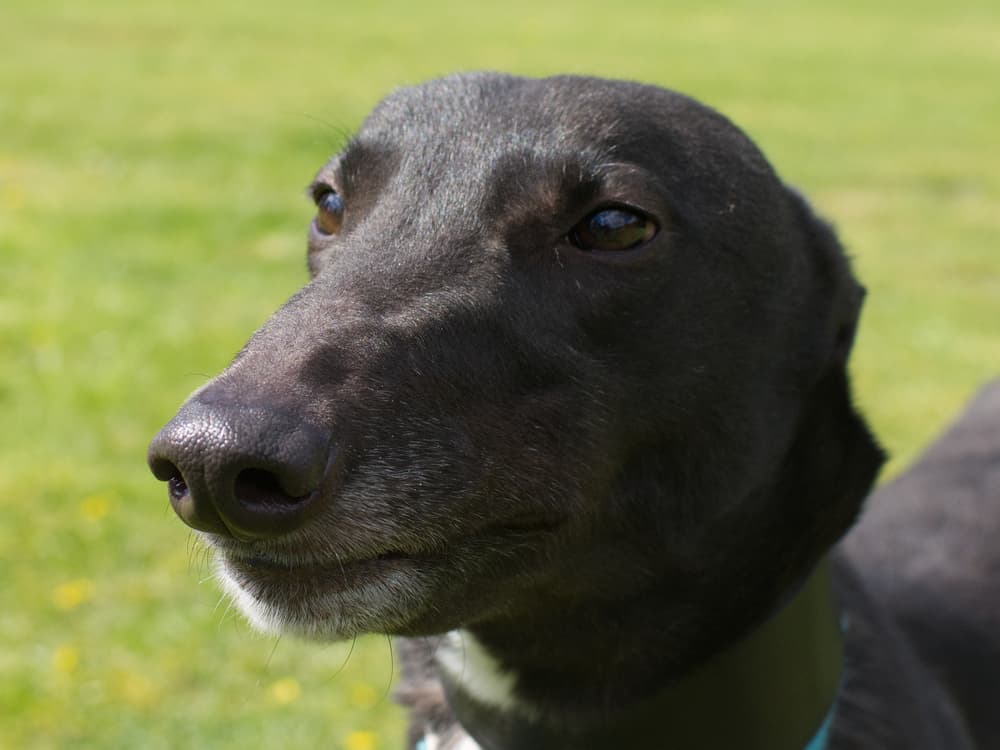 wilson the greyhound