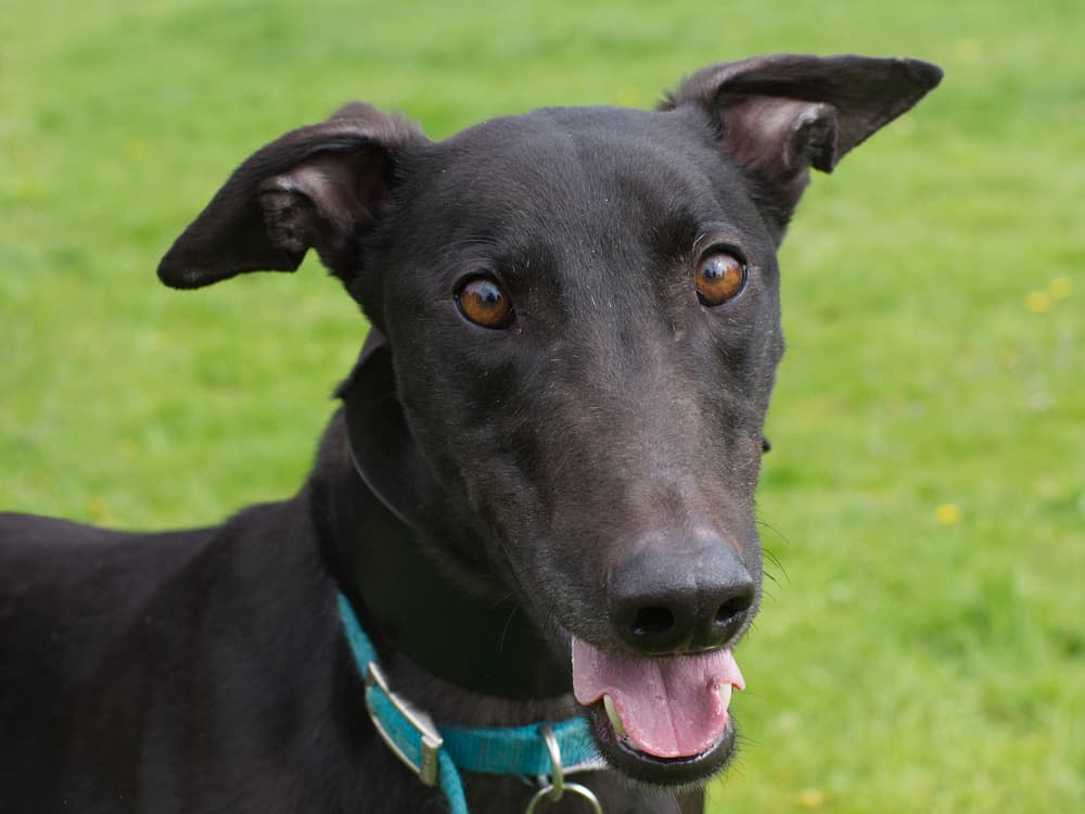 Bono the greyhound