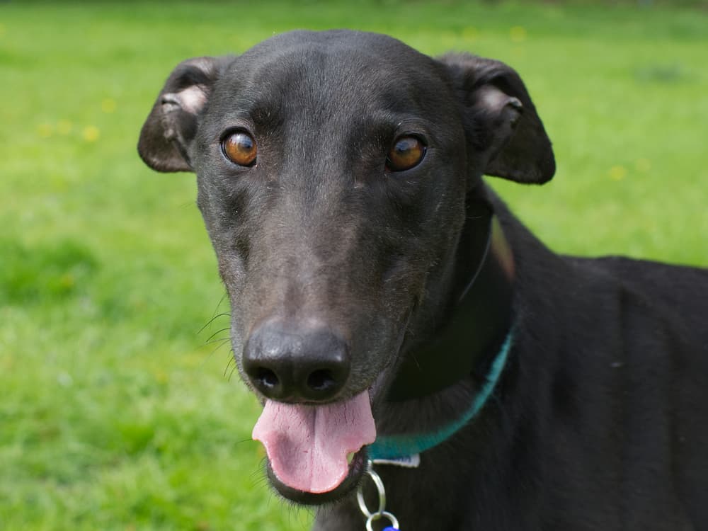 Bono the greyhound