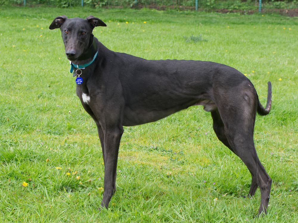 Bono the greyhound
