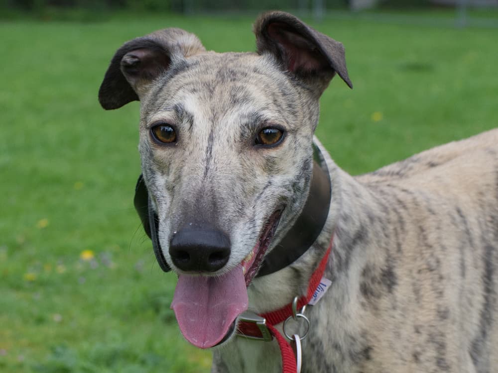 Fluffy the greyhound