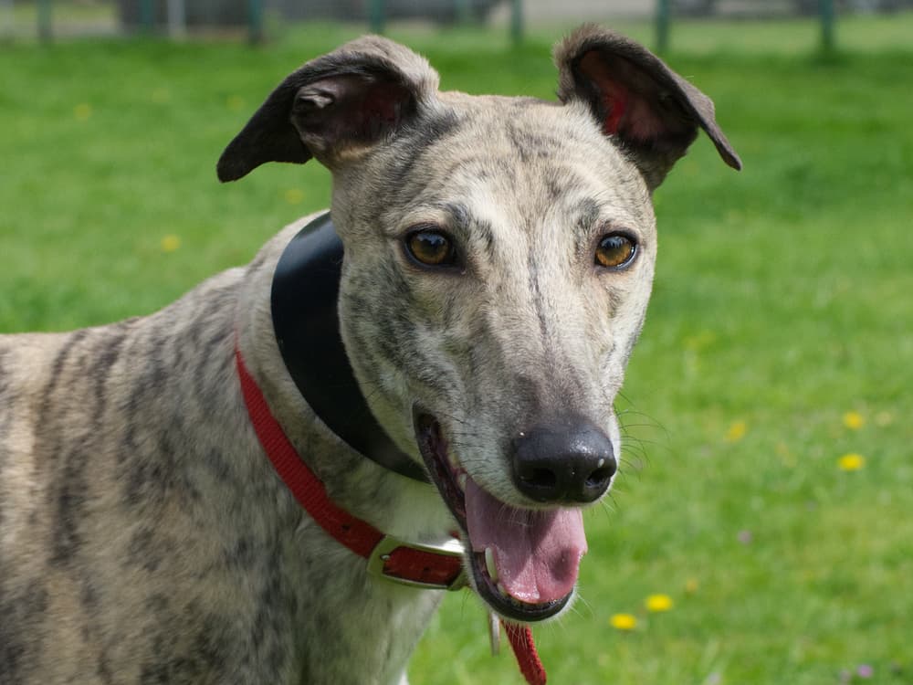 Fluffy the greyhound