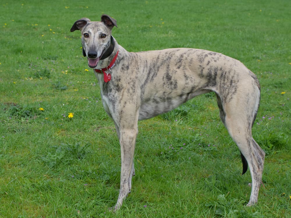 Fluffy the greyhound