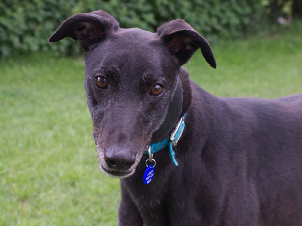 Chucky the greyhound