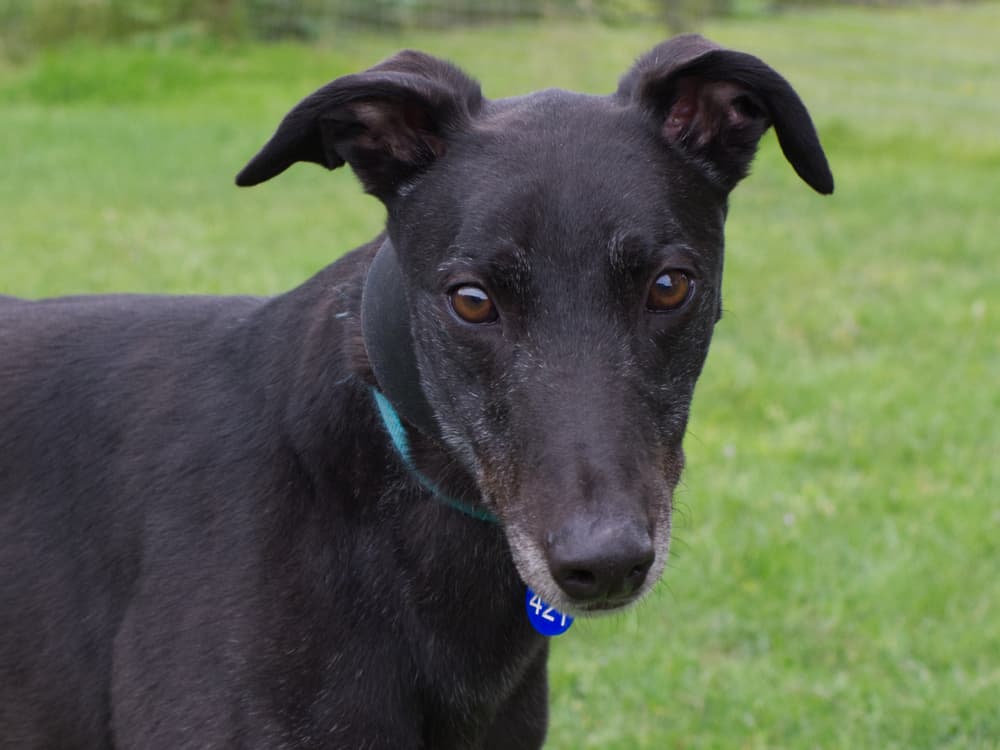 Chucky the greyhound