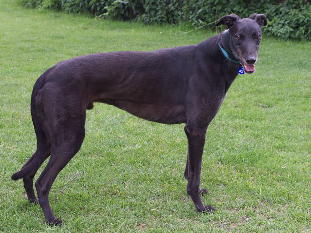 Chucky the greyhound
