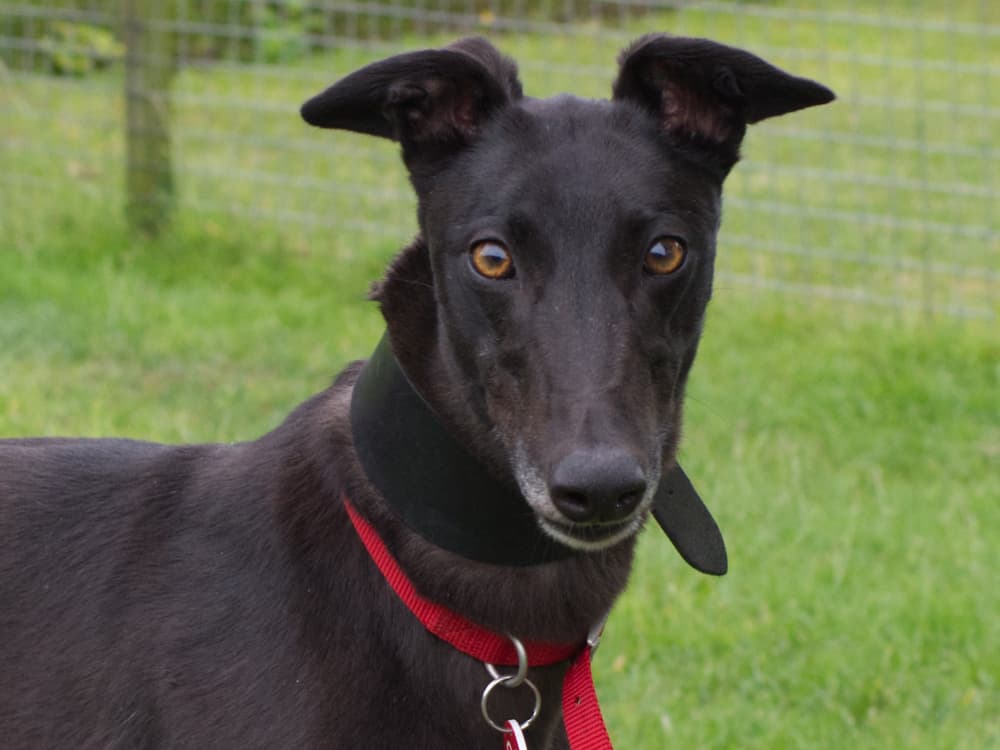 Maze the greyhound