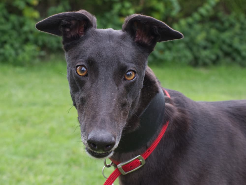 Maze the greyhound
