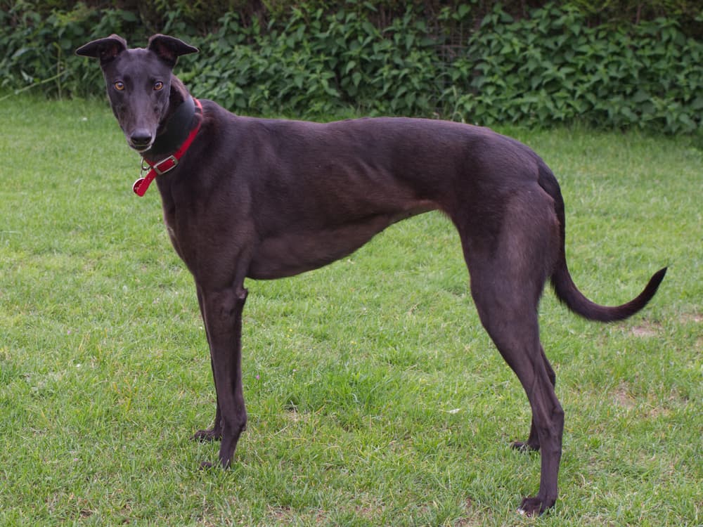 Maze the greyhound