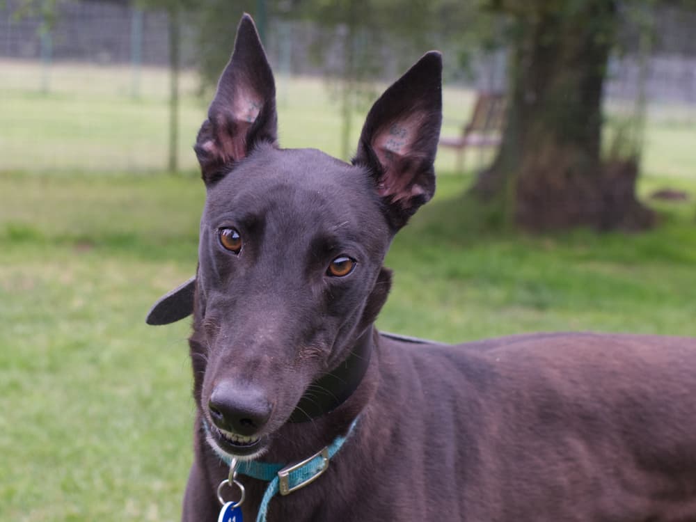 Nano the greyhound