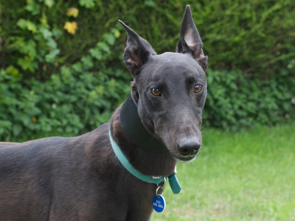 Nano the greyhound