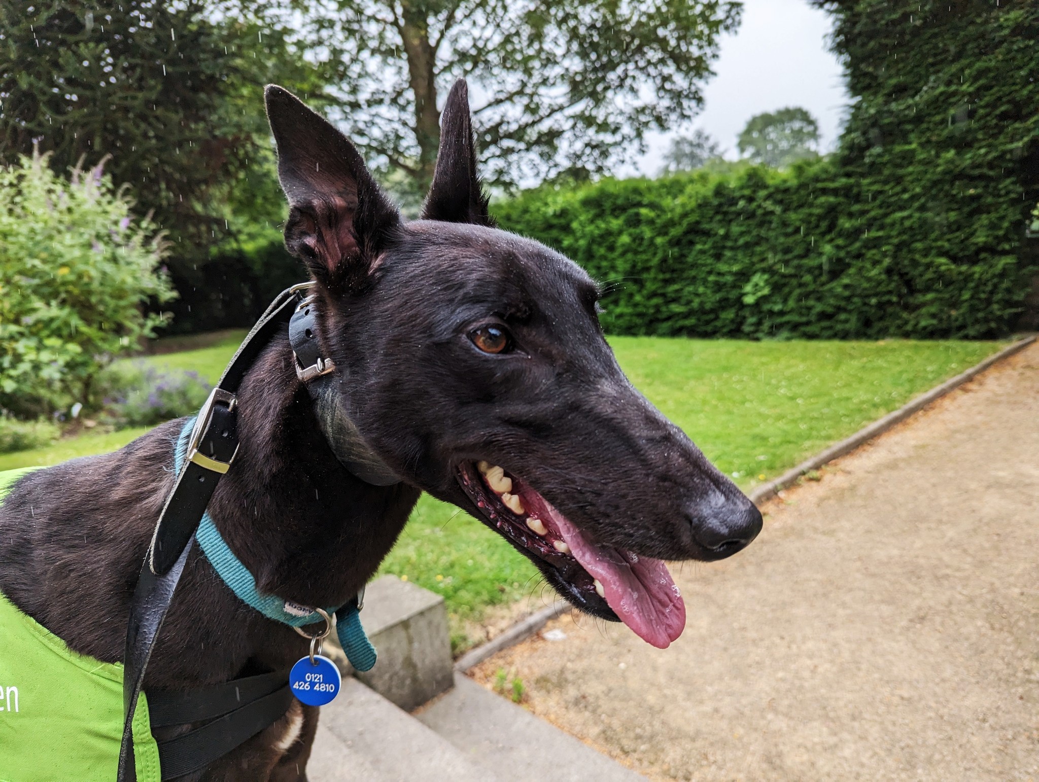 Nano the greyhound
