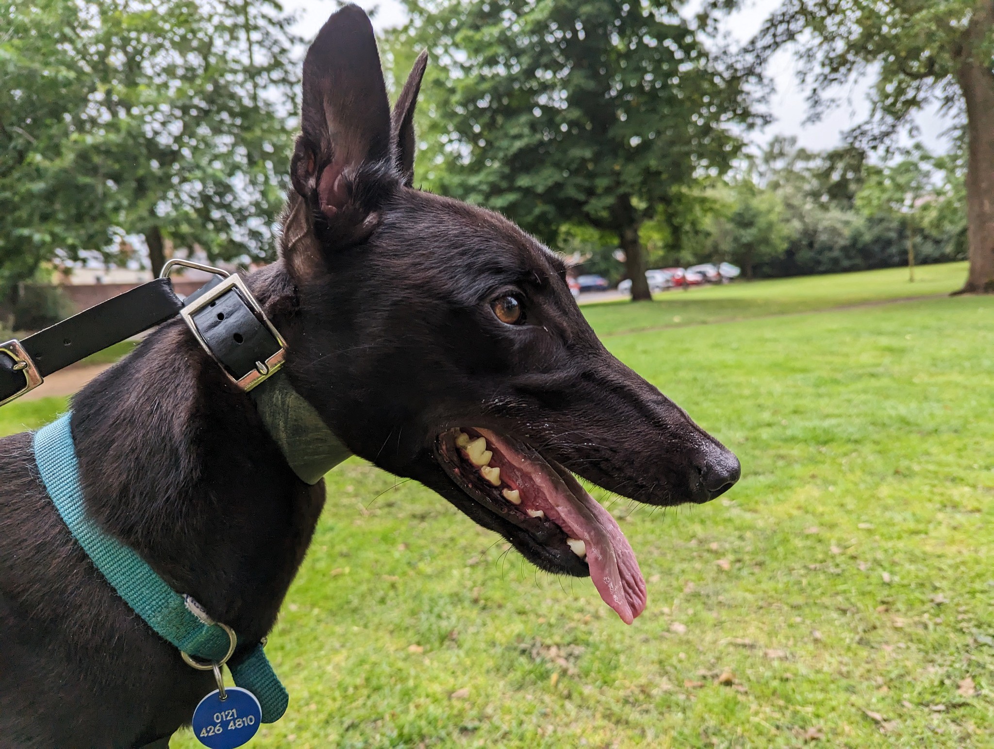 Nano the greyhound