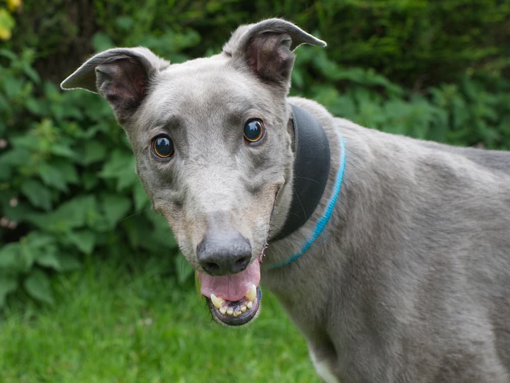 Antoin the greyhound