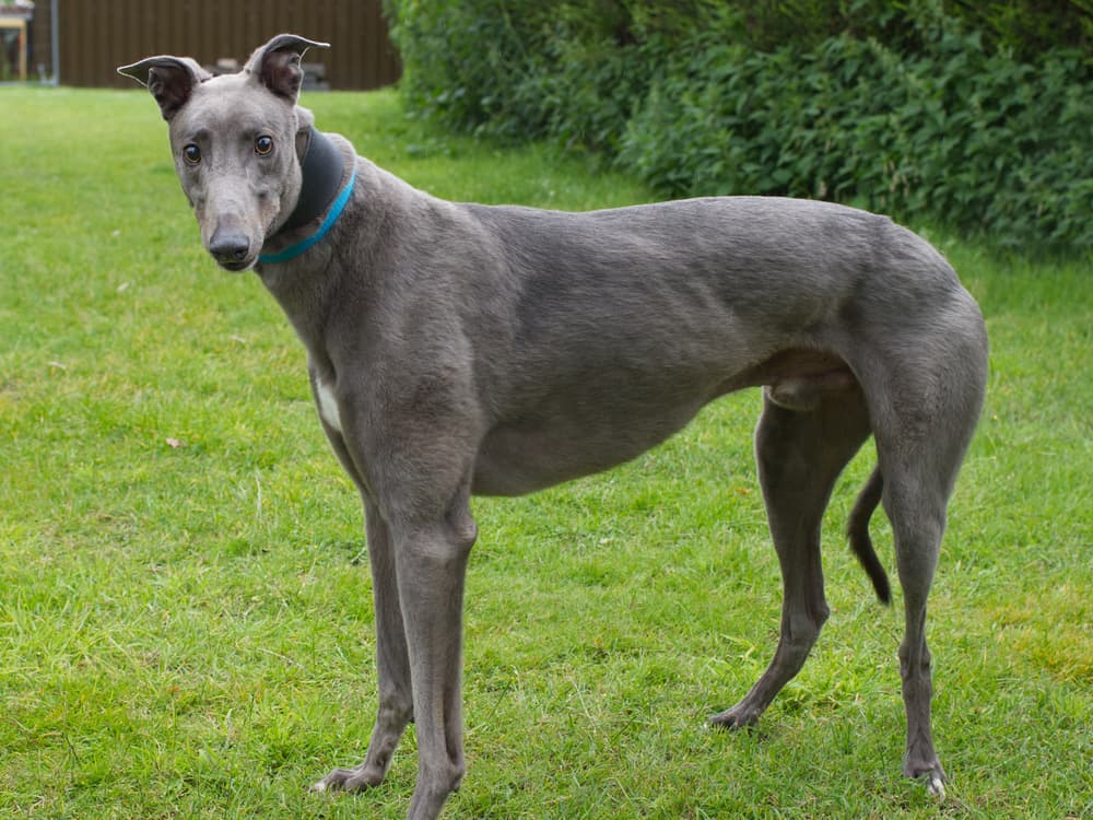 Antoin the greyhound