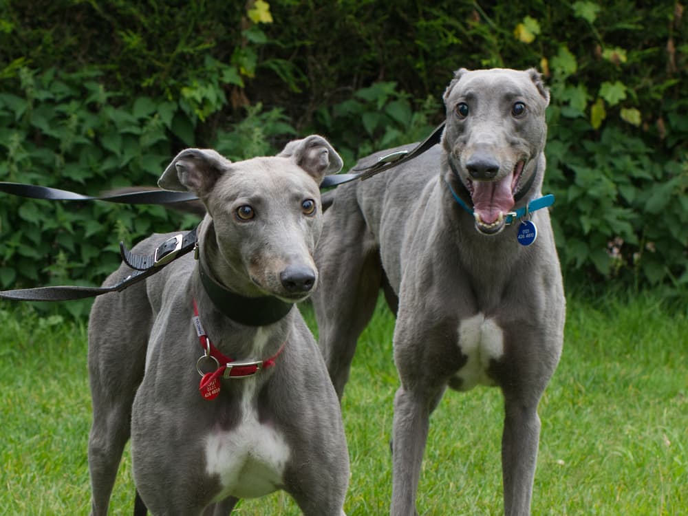 Antoin and Birdie the greyhounds