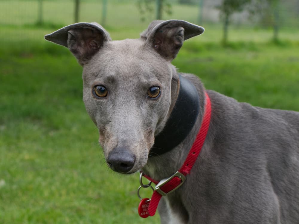 Birdie the greyhound