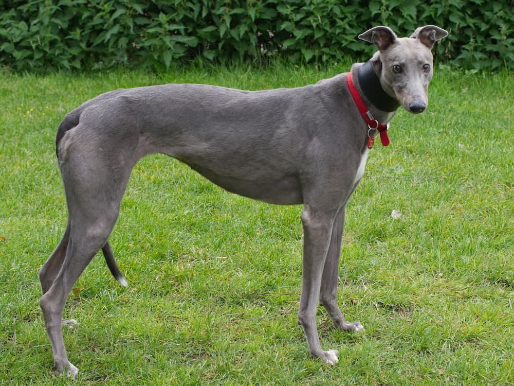 Birdie the greyhound