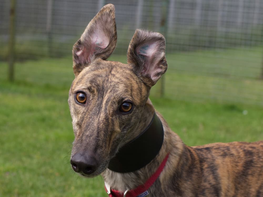 Cardi the greyhound