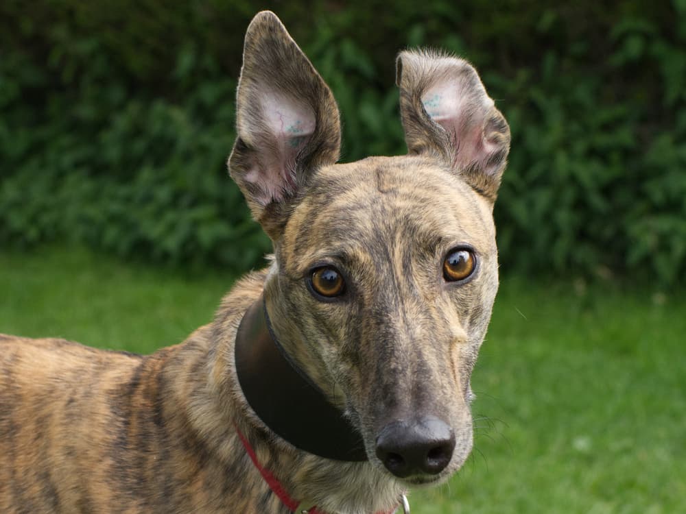 Cardi the greyhound