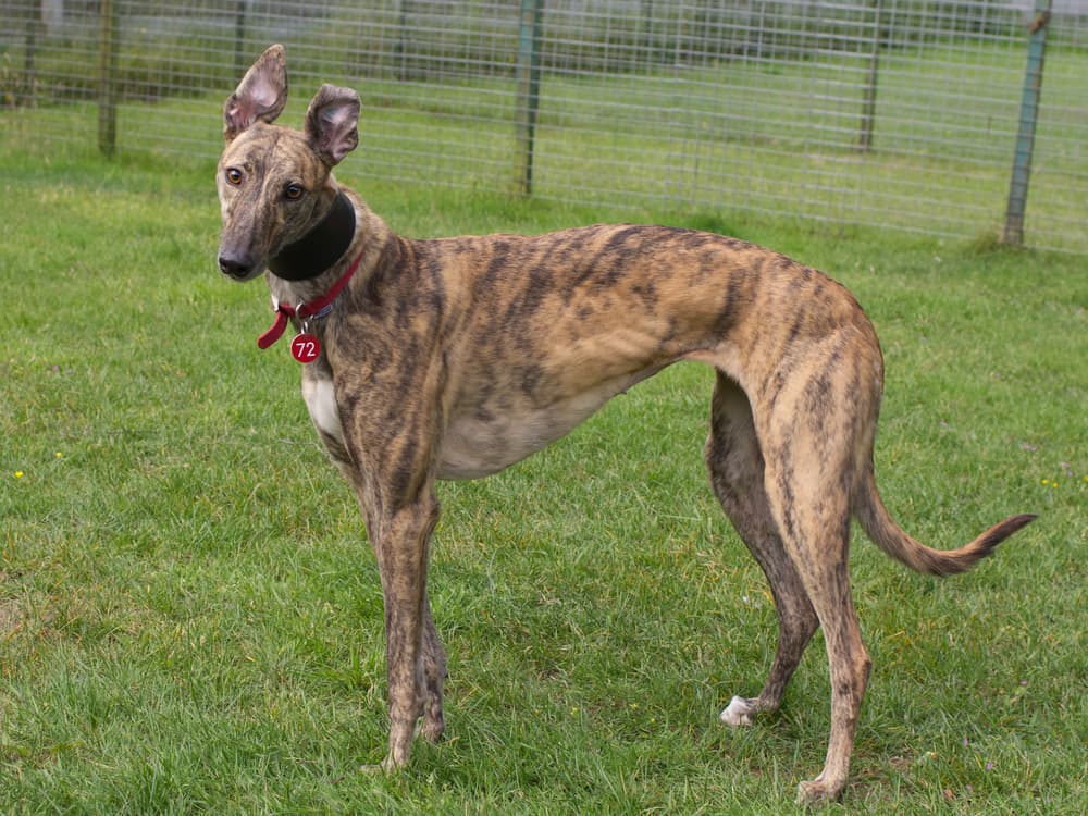 Cardi the greyhound