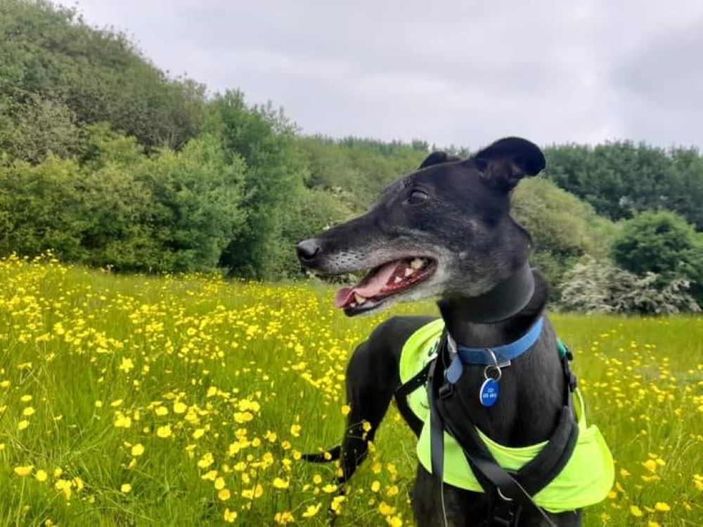 Joe the greyhound