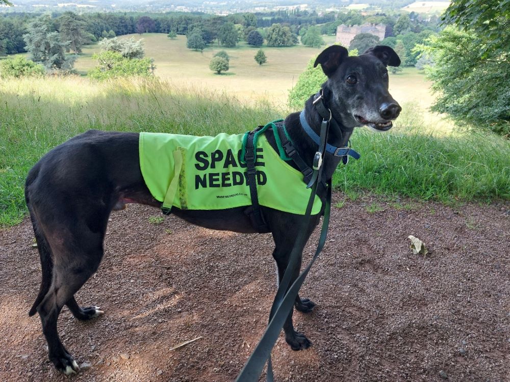 Joe the greyhound