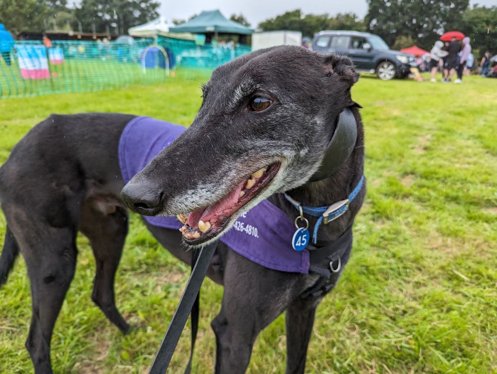 Joe the greyhound
