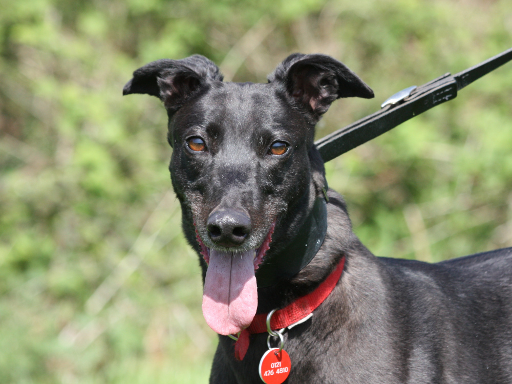 Maria the greyhound