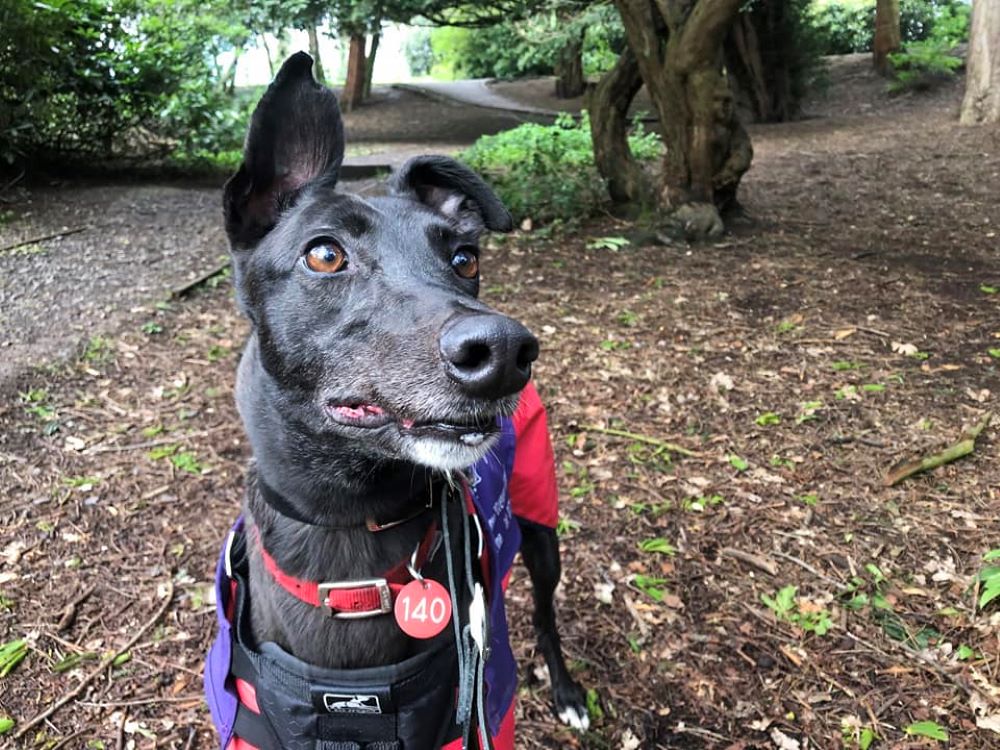 Maria the greyhound