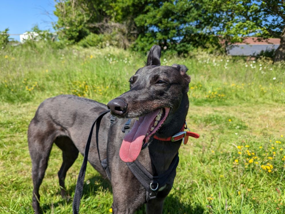 Maria the greyhound