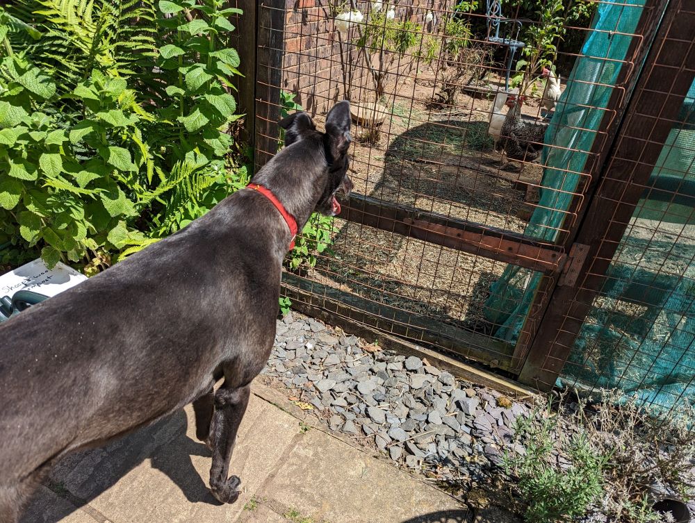 Maria the greyhound