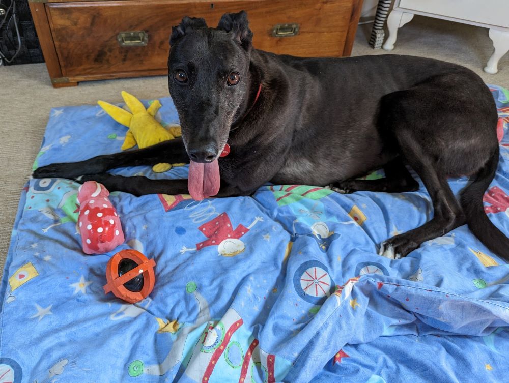 Maria the greyhound