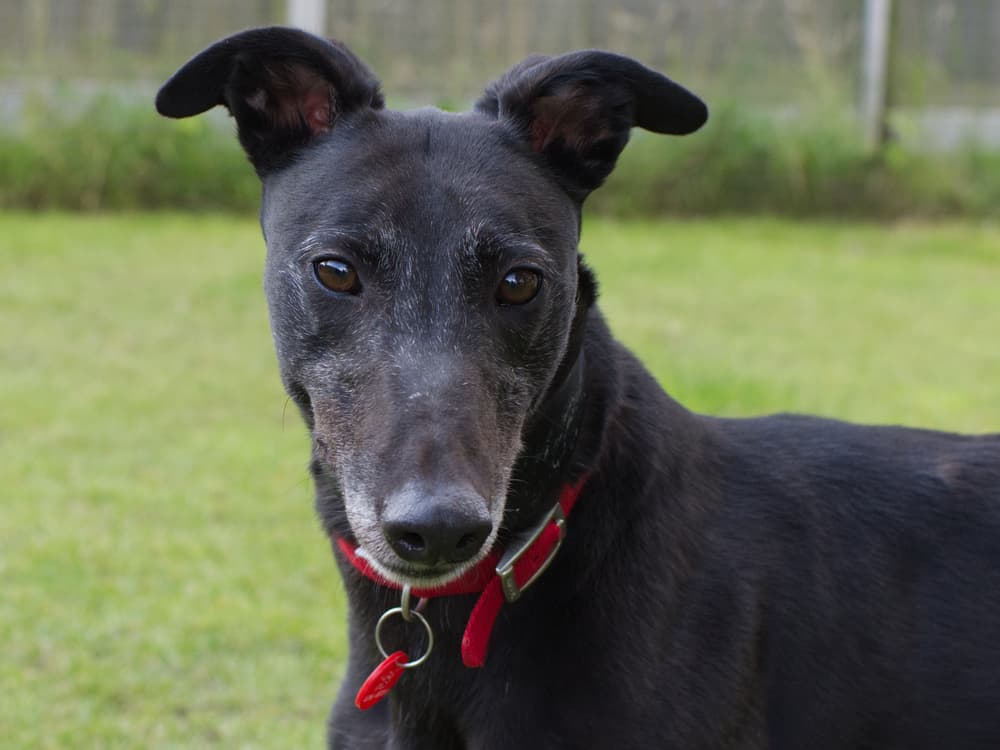Mercedes the greyhound
