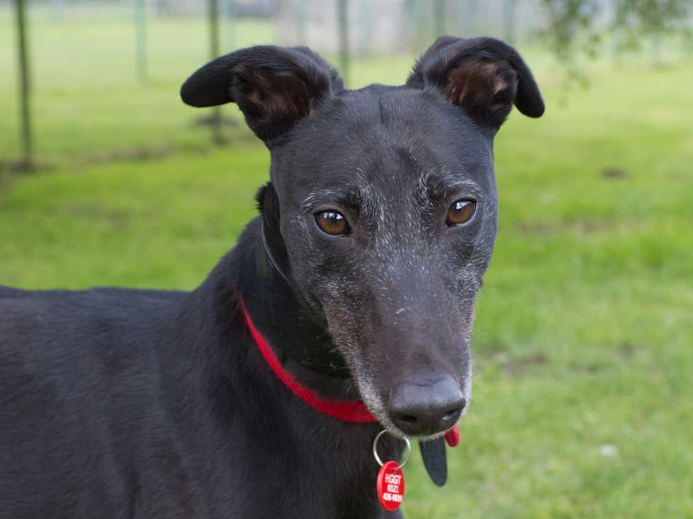 Mercedes the greyhound