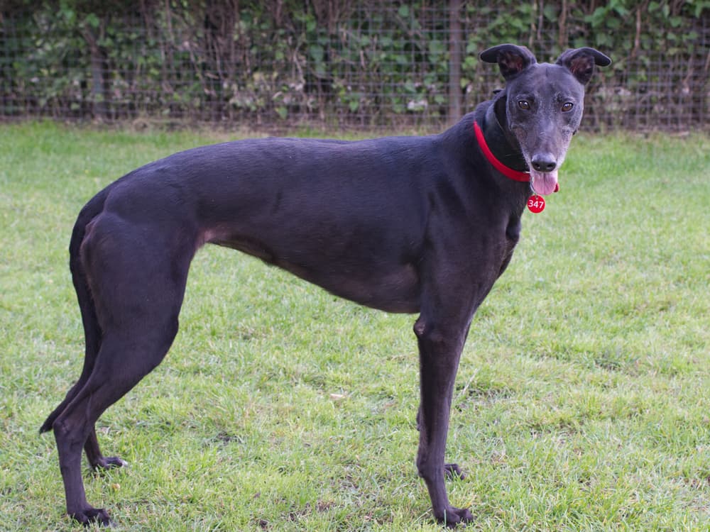 Mercedes the greyhound