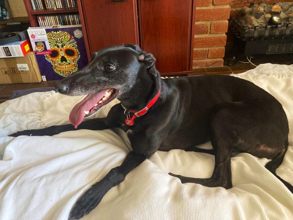 Mercedes the greyhound