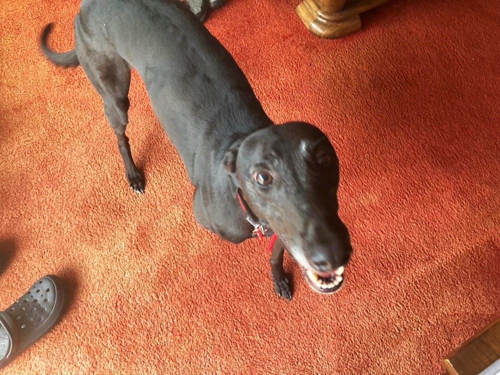 Mercedes the greyhound