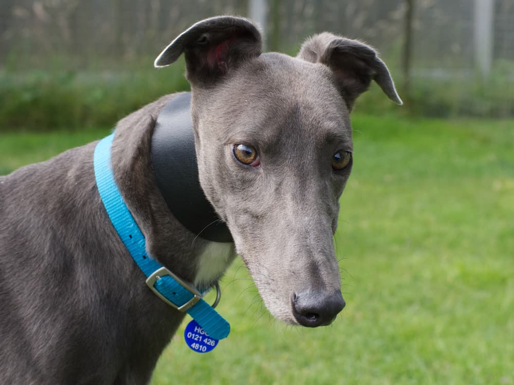 Patrick the greyhound