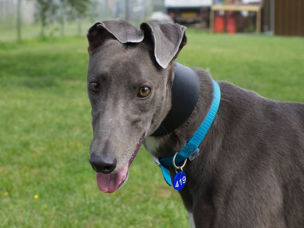 Patrick the greyhound
