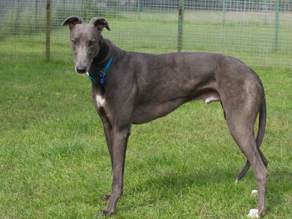 Patrick the greyhound