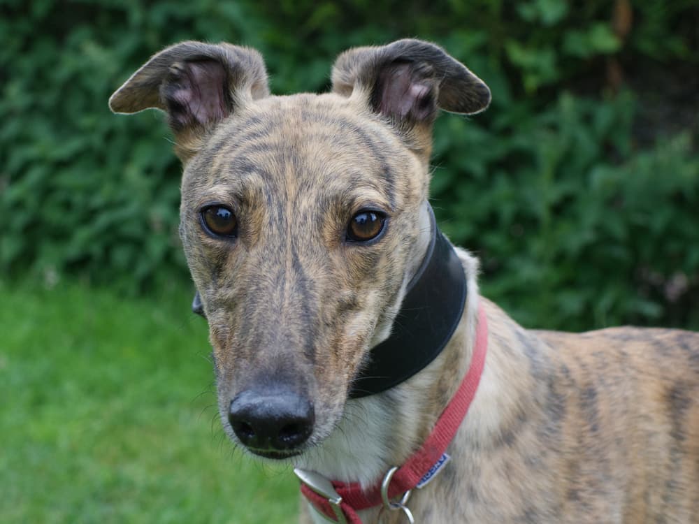 Rose the greyhound