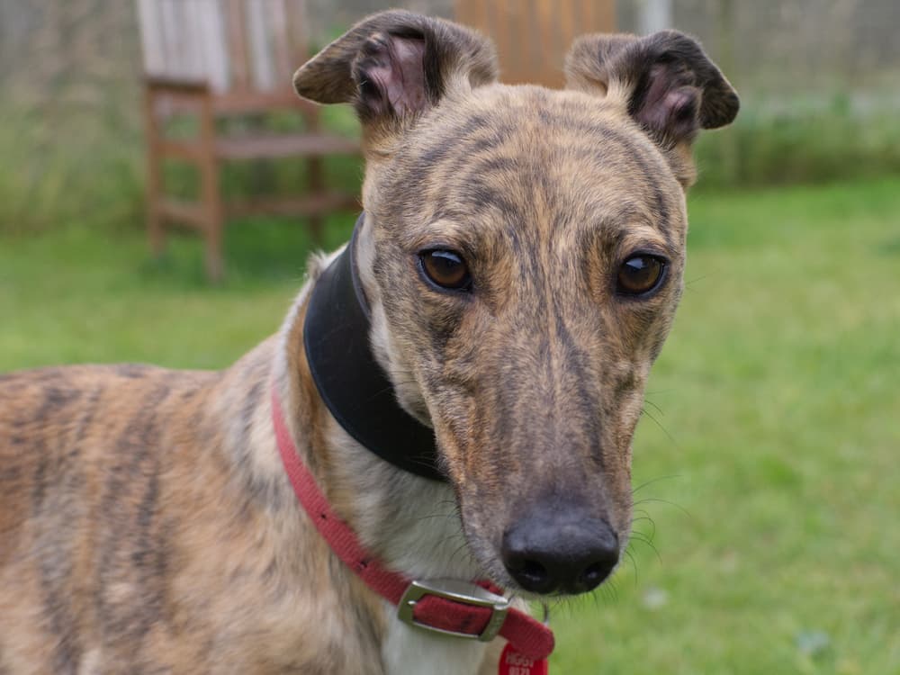 Rose the greyhound