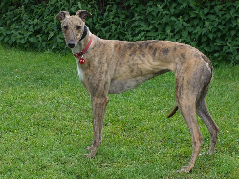 Rose the greyhound
